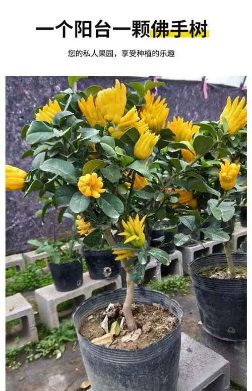 佛手盆栽带果金华佛手树苗带花佛手柑盆栽金佛手四季常青盆景植物 8年