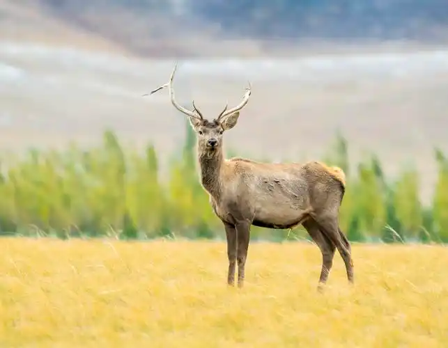 马鹿,摄影:孙奎连 倪艳荣,编辑:孙奎连
