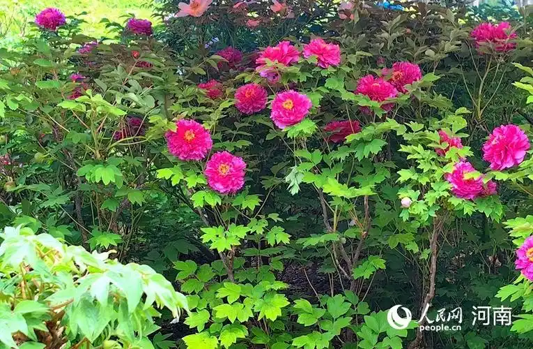 国色天香!河南洛阳牡丹花开