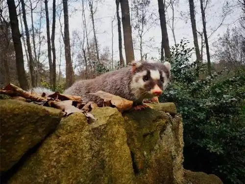战斗力最弱的鼬科动物鼻子像猪脸像老鼠擅长用鼻子挖洞做窝