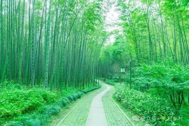 竹林|种植|多肉植物_网易订阅