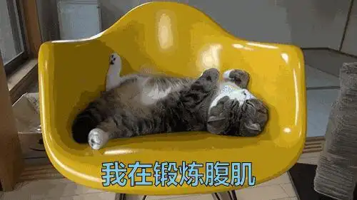 八块腹肌小马甲憋动我谁说我要减肥的猫gif动图_动态图_表情包下载