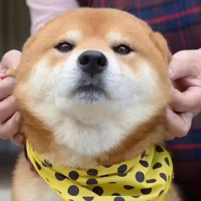 揉揉你的狗头,你想艾特谁!