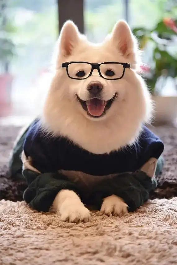 狗狗的心思都写在脸上了 #萌宠头像 #治愈系笑容 #狗狗治 - 抖音