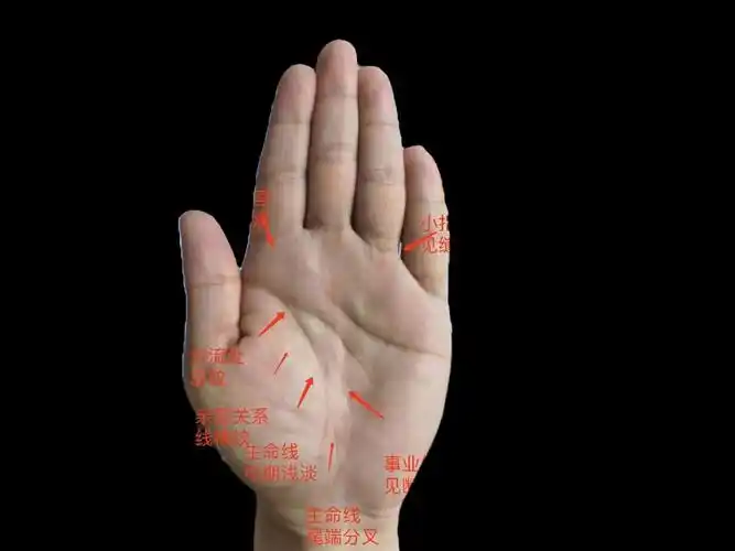 生命线尾端分叉,晚年容易为子女操劳