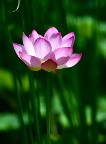 清水出芙蓉,天然去雕饰",这是荷花的真实写照.