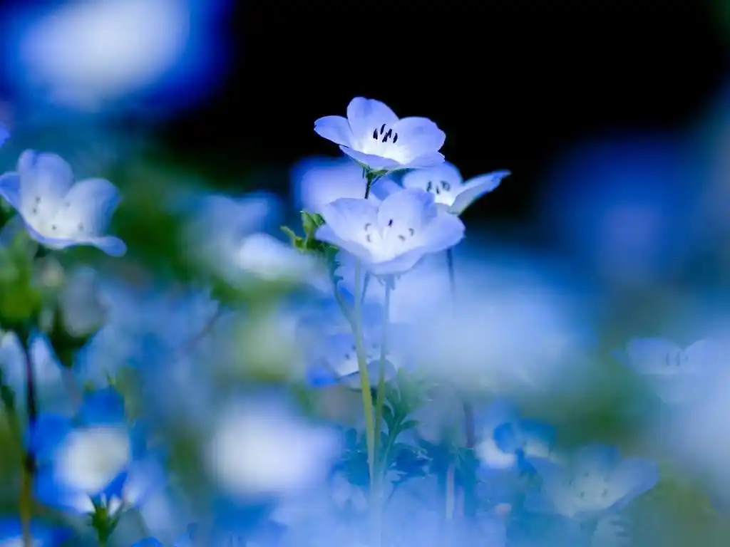 相思美花勿忘我唯美意境