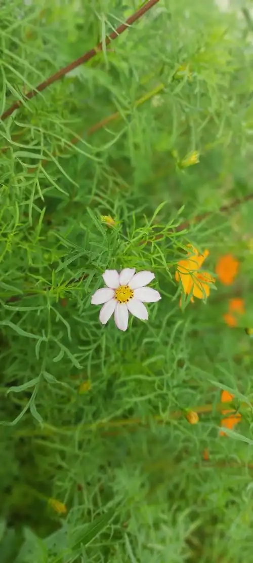 一朵小花,竟有万千种姿态