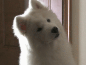 174_131gif 动态图 动图