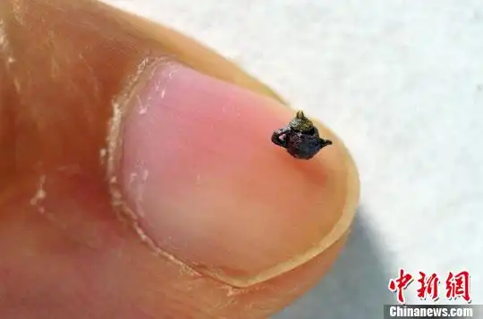 台湾著名微雕家陈逢显雕出堪称世界最小紫砂茶壶