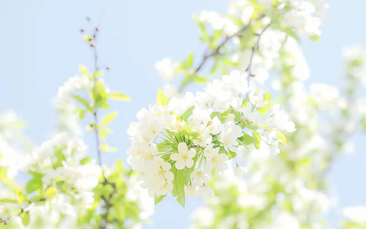 小清新唯美花卉高清图片桌面壁纸