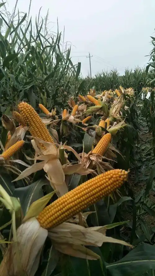 优质高产玉米种推荐