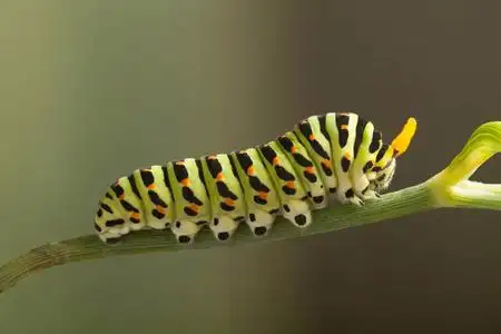 在莳萝上 machaon 绿毛毛虫的特写照片