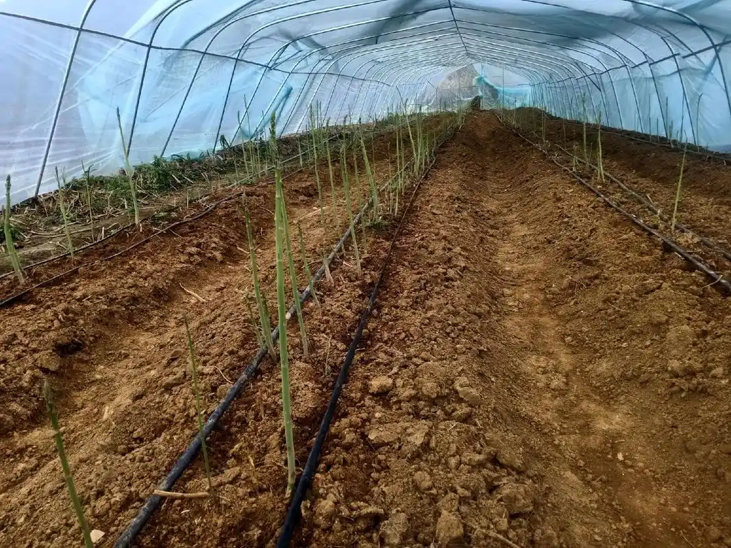 种植基地 乡村振兴,芦笋产业在行动!现场考察了解芦笋种植项 - 兑音