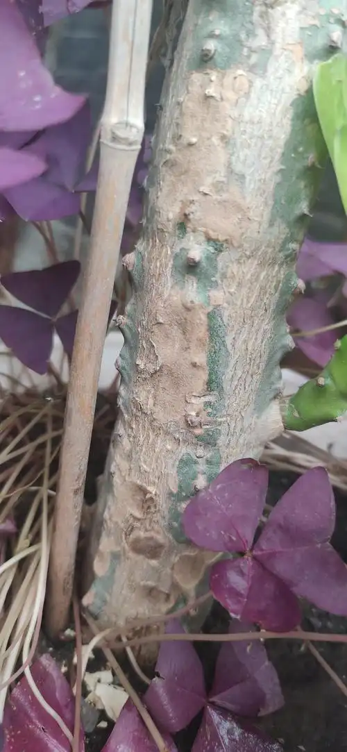 仙人掌科也会木质化吗