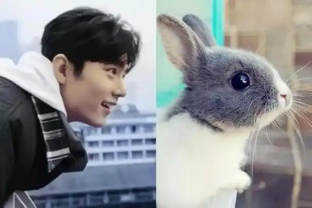 肖战撞脸狗狗表情包##肖战