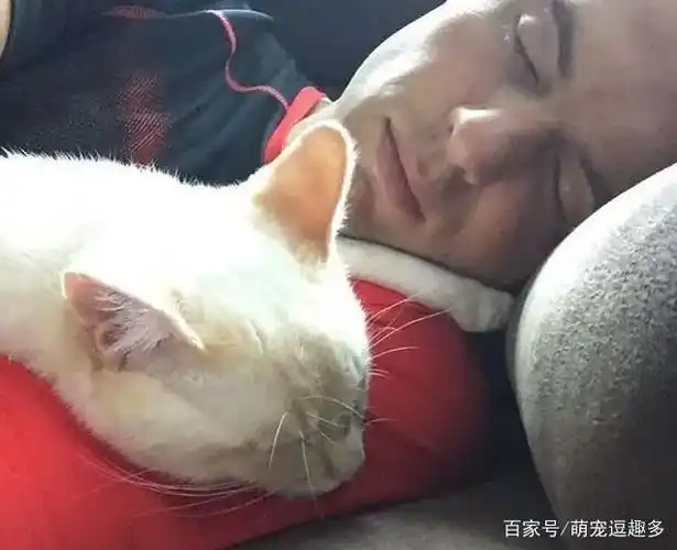 幸运躺在主人怀里