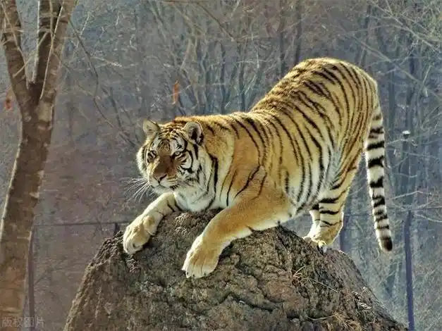 长白山东北虎咆哮着扑向汽车,一掌拍碎玻璃,探进虎爪|松岭|母虎|老虎