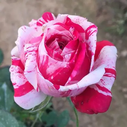 春秋园艺 日月凯特琳娜大花月季 切花月季 多花盆栽 四季开花_7折现价