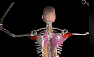 前锯肌|胸小肌|肩胛|胸廓_网易订阅