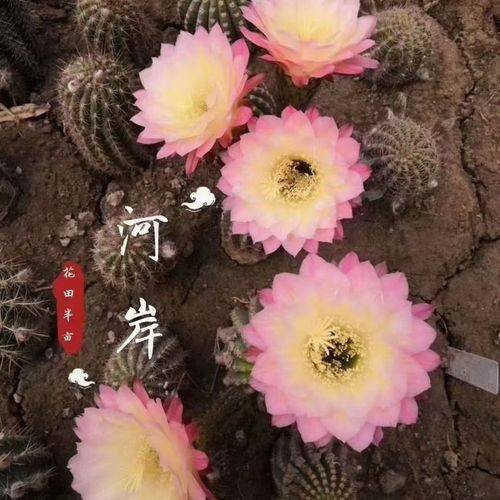 河岸,五公分球,毛花柱仙人球,大花群开品种粉白复色花花色淡雅