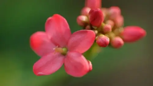 未来三个月好运连连,行大运遇贵人,福气满满,财源广进的3生肖