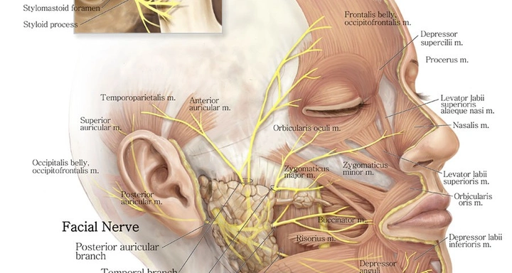 听神经瘤术后面神经损伤修复的研究进展