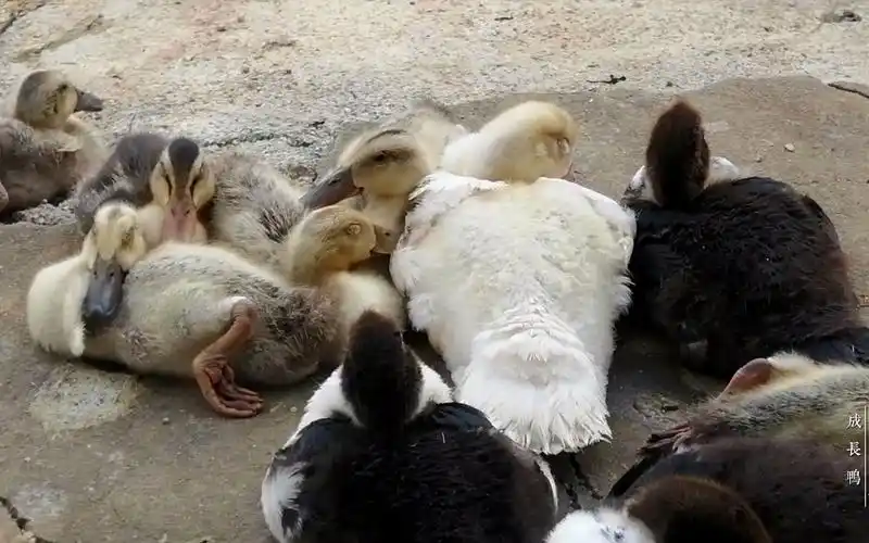 一群鸭子的成长变化