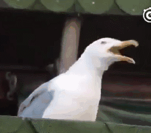 308_273gif 动态图 动图