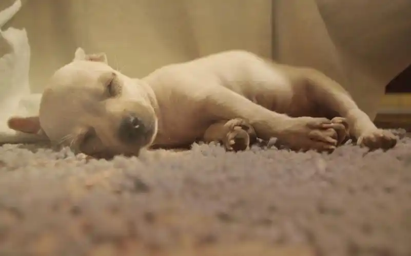 可爱的睡梦中的狗狗图片第31张