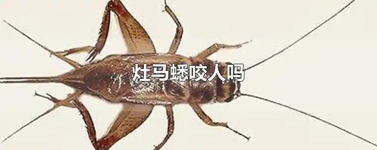 灶马蟋咬人吗-最新灶马蟋咬人吗整理解答