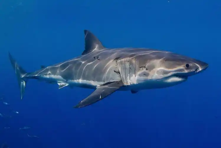greatwhiteshark