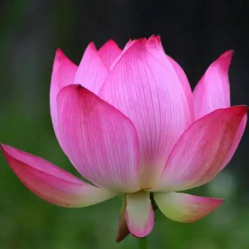 粉红荷花_带来好运的微信头像图片_扣扣居