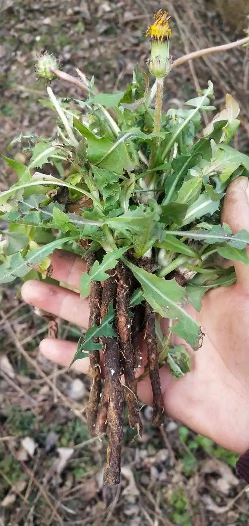 苦苦菜抄茶的功效和作用_蒲公英和苦苦菜的功效_苦苦菜的功效与作用及