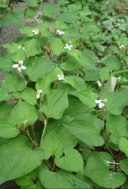 一味中草药:鱼腥草