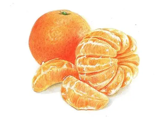 【驴大萌彩铅教程】手绘24节气水果图鉴 寒露桔子