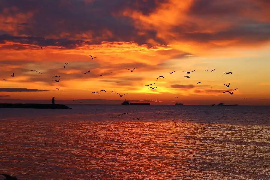 土耳其泰基尔达日出时分海面上海鸥飞翔4