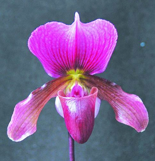 红旗兜兰的鉴赏辨识与保护现状