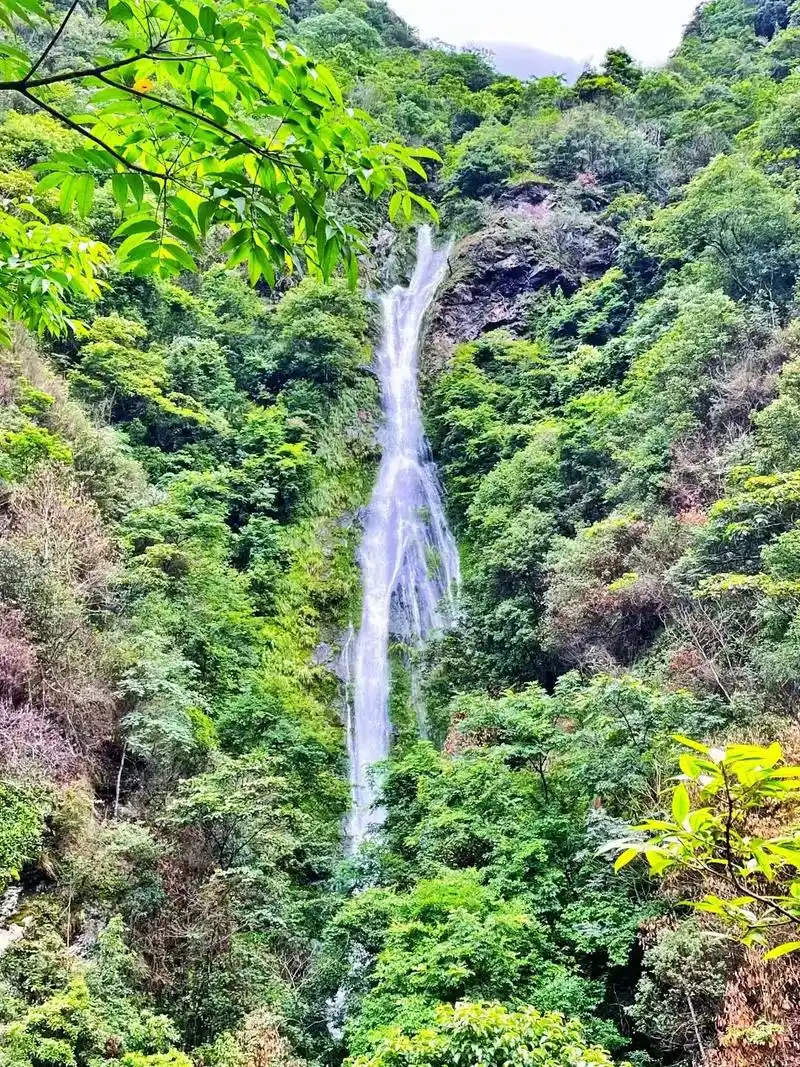 朋友们,一年一度的黄桃开始了,我家的果园明天正式开园了哦,下了单的