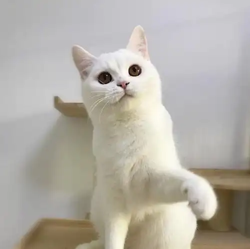 养了一年的英短串串白猫送养,淡水一中心