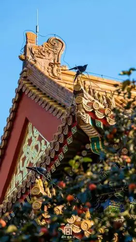 故宫##美景# #wallpaper# #壁纸# #锁屏# #背景# #手机壁纸