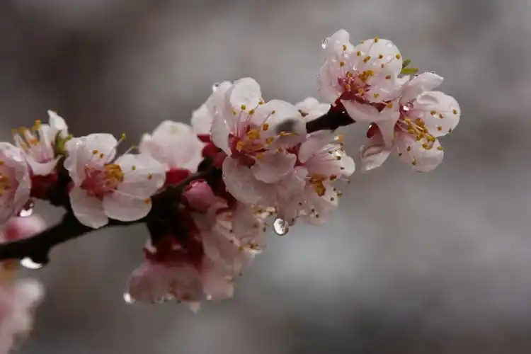 雨后杏花