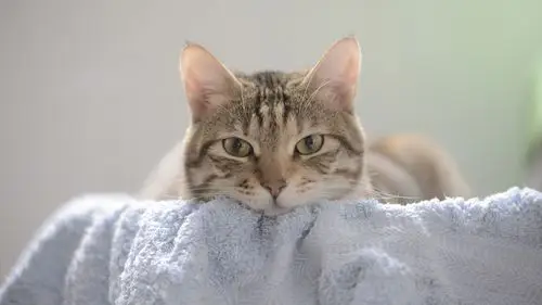 高清唯美壁纸大收藏,萌萌的小可爱手办