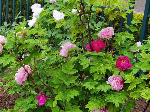 最美人间四月天,菏泽牡丹艳无边! - 海报新闻