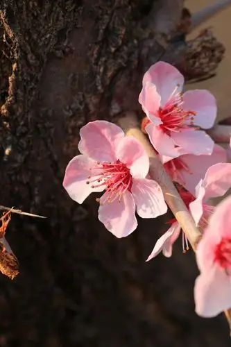 【图片2】桃花灼灼开--蜂鸟论坛照片套图
