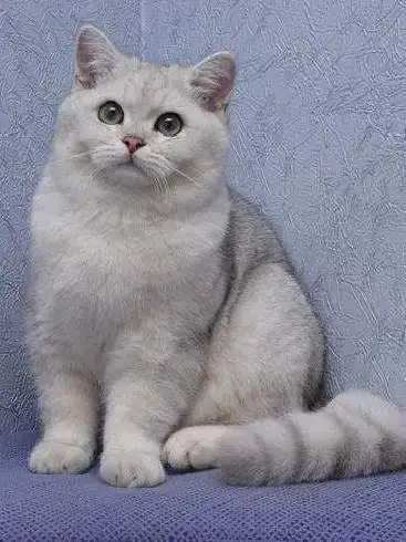 银渐层英短(英国短毛猫丨银渐层)