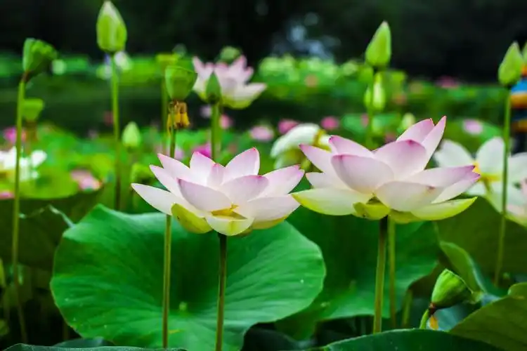 炎热的夏天,大阳照在荷花上真是艳丽多彩,给宁静的池塘增添了一份生机