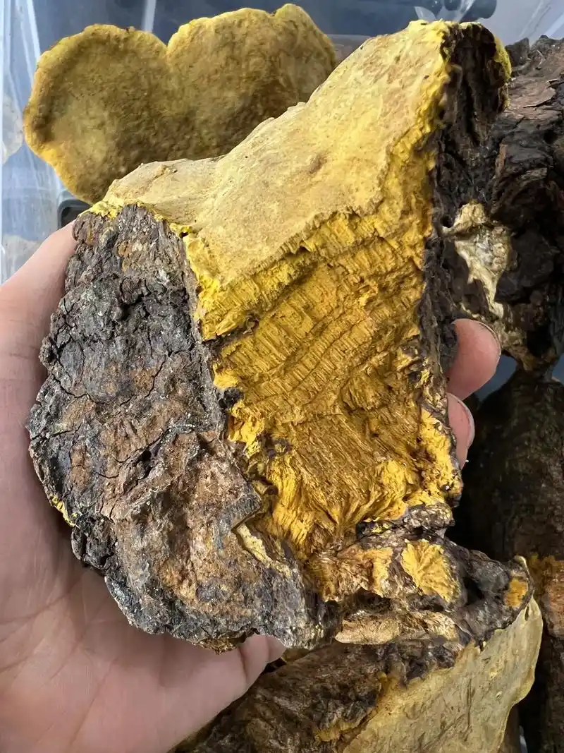 桑黄木质化还能吃吗