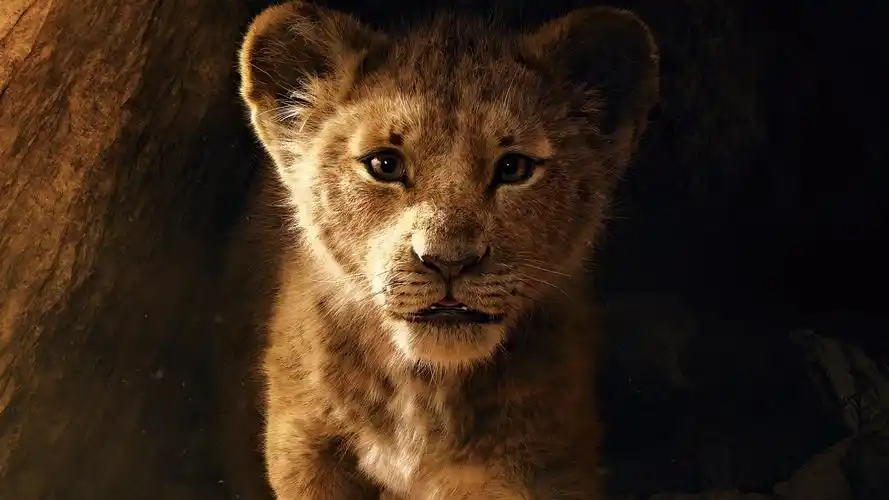 壁纸 狮子王2,狮子幼崽 5120x2880 uhd 5k 高清壁纸, 图片, 照片