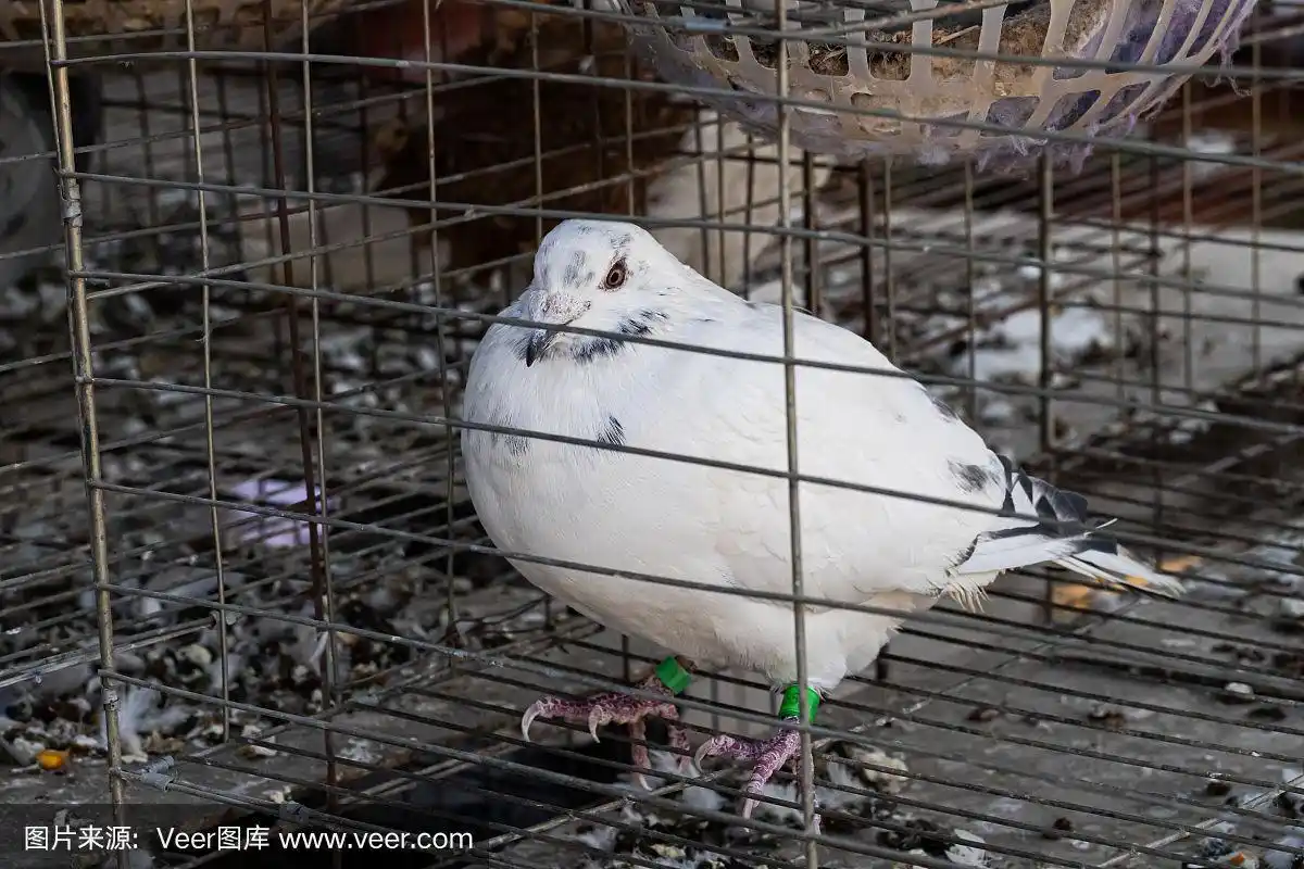 笼子里的鸽子,等待出售